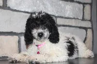 Mini Lexi, a female Miniature Goldendoodle for sale in Massillon, OH – 1 of 6
