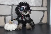 AKC Fifi, a female Poodle - Miniature  for sale in Massillon, OH – 8 of 10