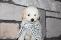 Mini Sadie, a female Miniature Goldendoodle for sale in Massillon, OH – 2 of 6