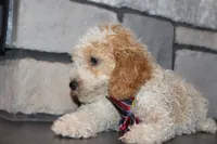 Mini B, a male Miniature Goldendoodle for sale in Massillon, OH – 6 of 8