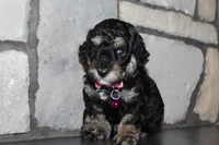 AKC Fifi, a female Poodle - Miniature  for sale in Massillon, OH – 4 of 6