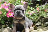 AKC Jack, a male French Bulldog for sale in Massillon, OH – 4 of 10