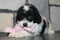 Mini Lexi, a female Miniature Goldendoodle for sale in Massillon, OH – 8 of 10