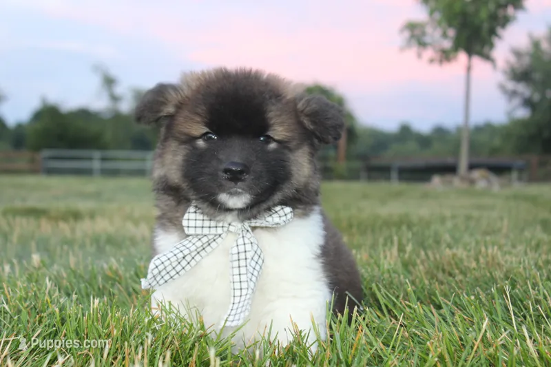 Akc Juno – Akita puppy for sale in Massillon, OH
