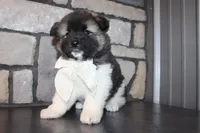 Akc Riley, a female Akita for sale in Massillon, OH – 7 of 10