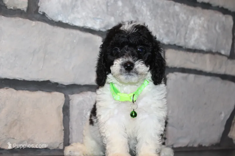 Mini Snoopy – Miniature Goldendoodle puppy for sale in Massillon, OH