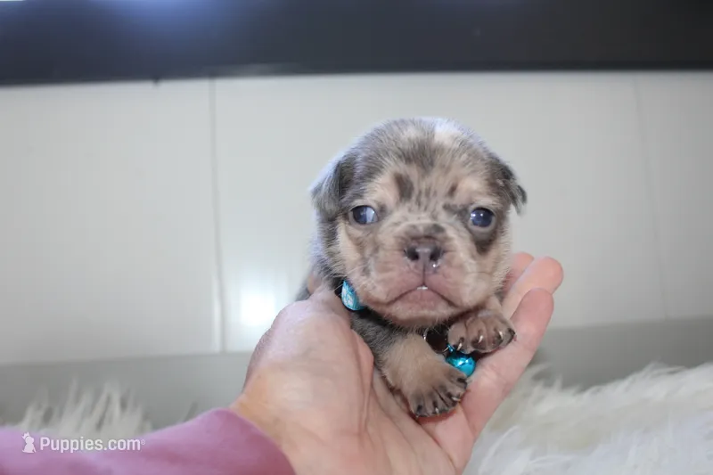 AKC Max  – French Bulldog puppy for sale in Massillon, OH