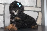 AKC Jace, a male Poodle - Miniature  for sale in Massillon, OH – 3 of 5