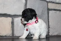 AKC Bella, a female Poodle - Miniature  for sale in Massillon, OH – 2 of 10