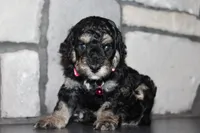 AKC Fifi, a female Poodle - Miniature  for sale in Massillon, OH – 2 of 6