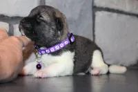 AKC Kuma, a female Akita for sale in Massillon, OH – 6 of 6