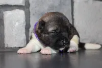 AKC Kuma, a female Akita for sale in Massillon, OH – 4 of 6