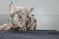 AKC Cooper, a male French Bulldog for sale in Massillon, OH – 2 of 9