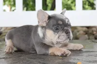 AKC Sadi, a female French Bulldog for sale in Massillon, OH – 2 of 10