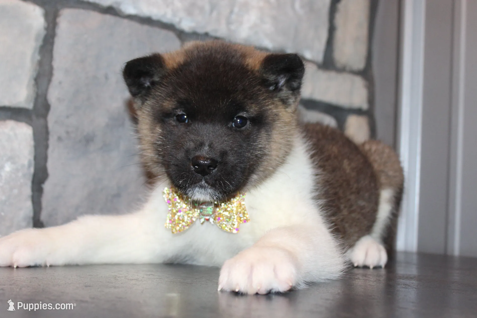 AKC Molly, a female Akita for sale in Massillon, OH – Photo 3 of 9