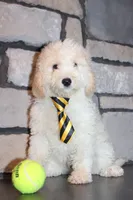 Mini Snoopy, a male Miniature Goldendoodle for sale in Massillon, OH – 5 of 9