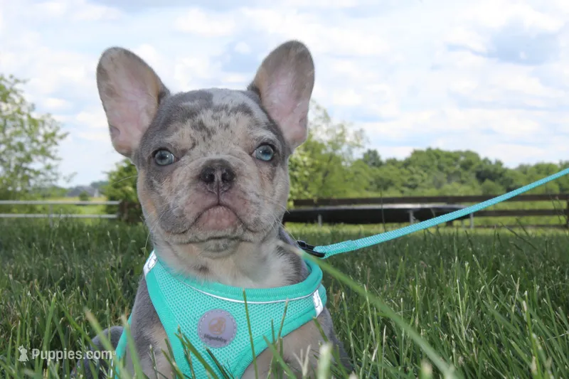 AKC Hank – French Bulldog puppy for sale in Massillon, OH