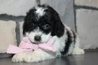 Mini Lexi, a female Miniature Goldendoodle for sale in Massillon, OH – 2 of 10