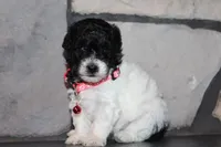 AKC Bella, a female Poodle - Miniature  for sale in Massillon, OH – 6 of 10