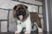 AKC Bear, a male Akita for sale in Massillon, OH – 8 of 10