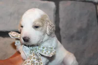 Mini Luna, a female Miniature Goldendoodle for sale in Massillon, OH – 4 of 6