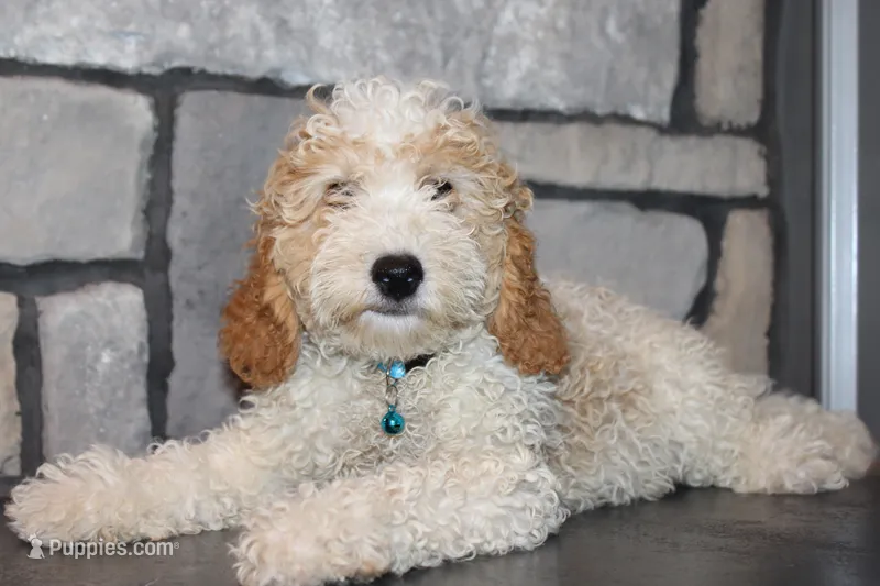 Mini Beau – Miniature Goldendoodle puppy for sale in Massillon, OH