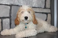 Mini Beau, a male Miniature Goldendoodle for sale in Massillon, OH – 1 of 10