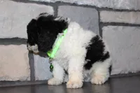 Mini Snoopy, a male Miniature Goldendoodle for sale in Massillon, OH – 5 of 5