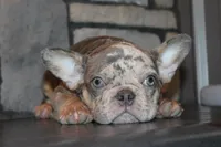 AKC Hank, a male French Bulldog for sale in Massillon, OH – 2 of 10