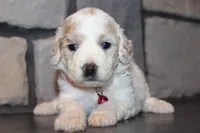 AKC Lucy, a female Miniature Goldendoodle for sale in Massillon, OH – 7 of 10