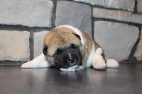 Akc Kuna, a female Akita for sale in Massillon, OH – 5 of 9