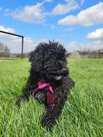 Akc Coco, a female Poodle - Miniature  for sale in Massillon, OH – Photo 8 of 8