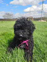 Akc Coco, a female Poodle - Miniature  for sale in Massillon, OH – Photo 6 of 8
