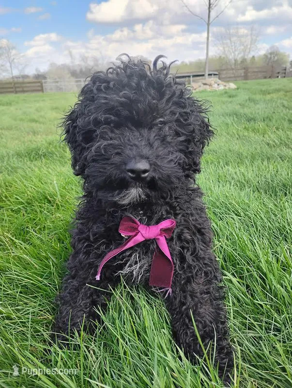 Akc Coco – Poodle - Miniature  puppy for sale in Massillon, OH