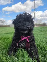 Akc Coco, a female Poodle - Miniature  for sale in Massillon, OH – Photo 7 of 8