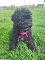 Akc Coco, a female Poodle - Miniature  for sale in Massillon, OH – Photo 2 of 8