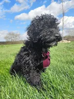 Akc Coco, a female Poodle - Miniature  for sale in Massillon, OH – Photo 4 of 8
