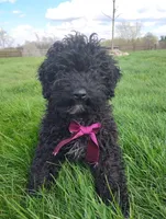 Akc Coco, a female Poodle - Miniature  for sale in Massillon, OH – Photo 3 of 8