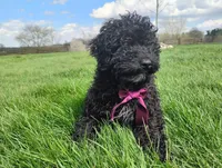 Akc Coco, a female Poodle - Miniature  for sale in Massillon, OH – Photo 5 of 8