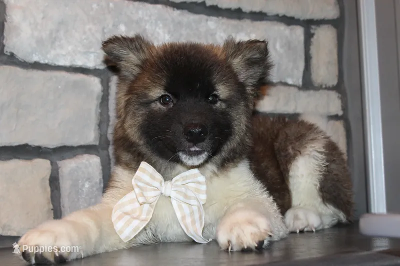 Akc Juno – Akita puppy for sale in Massillon, OH