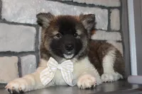 Akc Juno, a female Akita for sale in Massillon, OH – 1 of 10