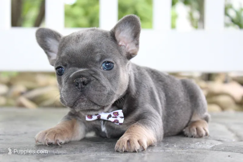 AKC Zoe – French Bulldog puppy for sale in Massillon, OH