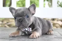 AKC Zoe, a female French Bulldog for sale in Massillon, OH – 1 of 10