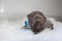 AKC Charlie, a male French Bulldog for sale in Massillon, OH – 2 of 8