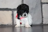 AKC Bella, a female Poodle - Miniature  for sale in Massillon, OH – 4 of 10