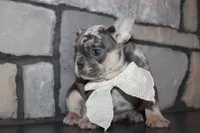 AKC Sadi, a female French Bulldog for sale in Massillon, OH – 5 of 7