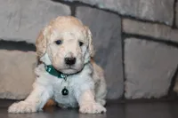 Jax, a male Poodle - Miniature  for sale in Massillon, OH – 3 of 6