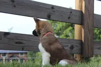 AKC Sadie, a female Akita for sale in Massillon, OH – 2 of 6