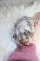 AKC Lily, a female French Bulldog for sale in Massillon, OH – 2 of 4