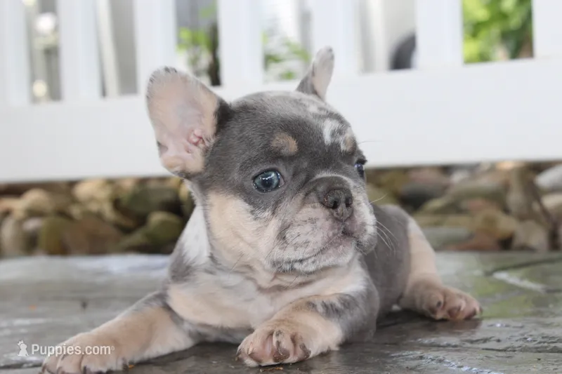 AKC Sadi – French Bulldog puppy for sale in Massillon, OH